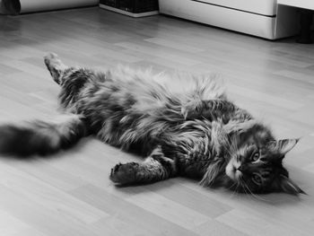 Close-up of dog relaxing on floor