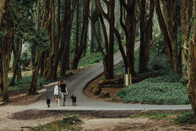 Couple walking dogs on a leash down a road in the forest, wide angle