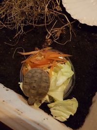 High angle view of bird in water