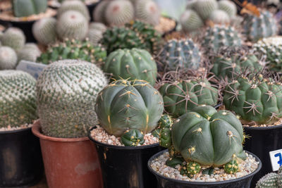 Close-up of succulent plant in market