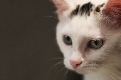 Close-up portrait of a cat