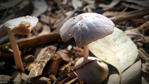 Close-up of mushrooms