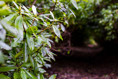 Close-up of green leaves on branch