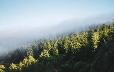 Pine forest with fog above