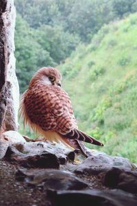 Close-up of bird perching on rock