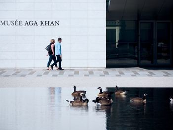 People walking by birds on wall