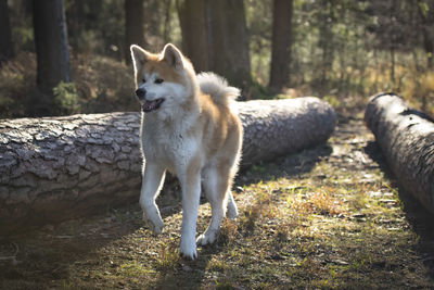 Dog among tree trunks