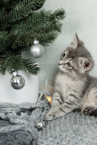 Gray kitten sitting on a rug and looking at christmas toys, the concept of christmas