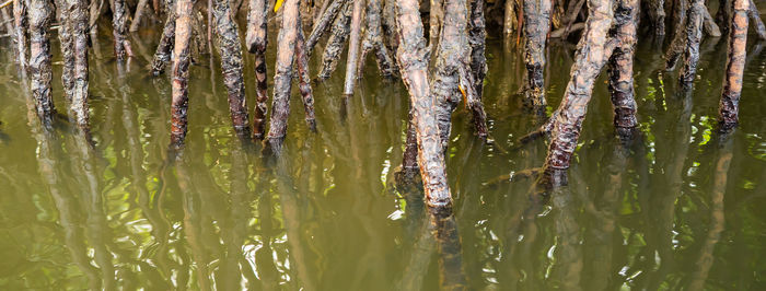 Close-up of wet tree trunk in forest