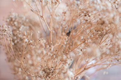 Close-up of stalks in field