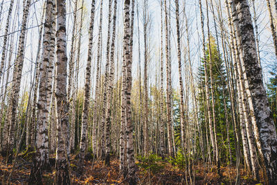 Birch trees in forest in early morning light