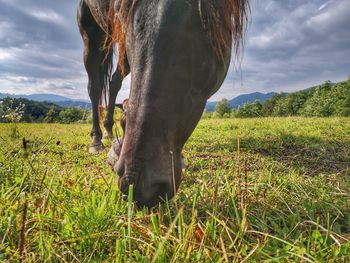 Horse grazing in field