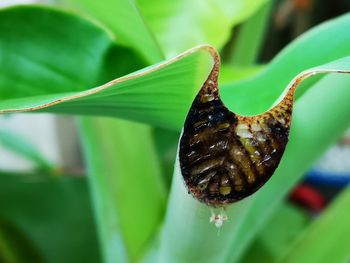 Close-up of butterfly on leaf