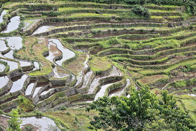 High angle view of agricultural landscape