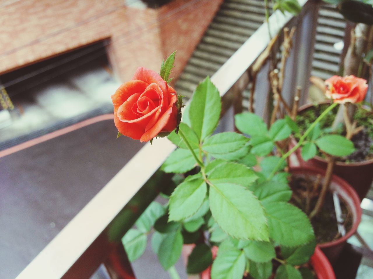 flower, freshness, plant, leaf, petal, growth, fragility, red, flower head, focus on foreground, potted plant, rose - flower, close-up, nature, built structure, beauty in nature, blooming, building exterior, day, front or back yard