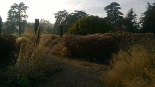 Trees growing in forest against sky
