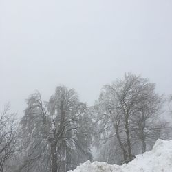 Low angle view of snow covered trees against clear sky