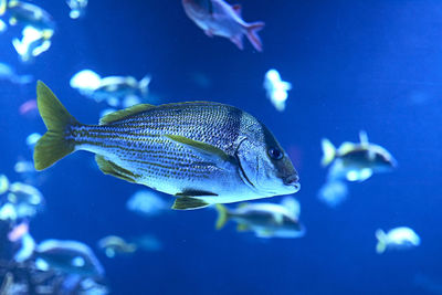 Golden fin fish swimming in the sea, rock, illuminated, blue