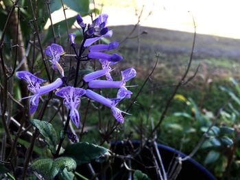 Close-up of purple flowers blooming outdoors