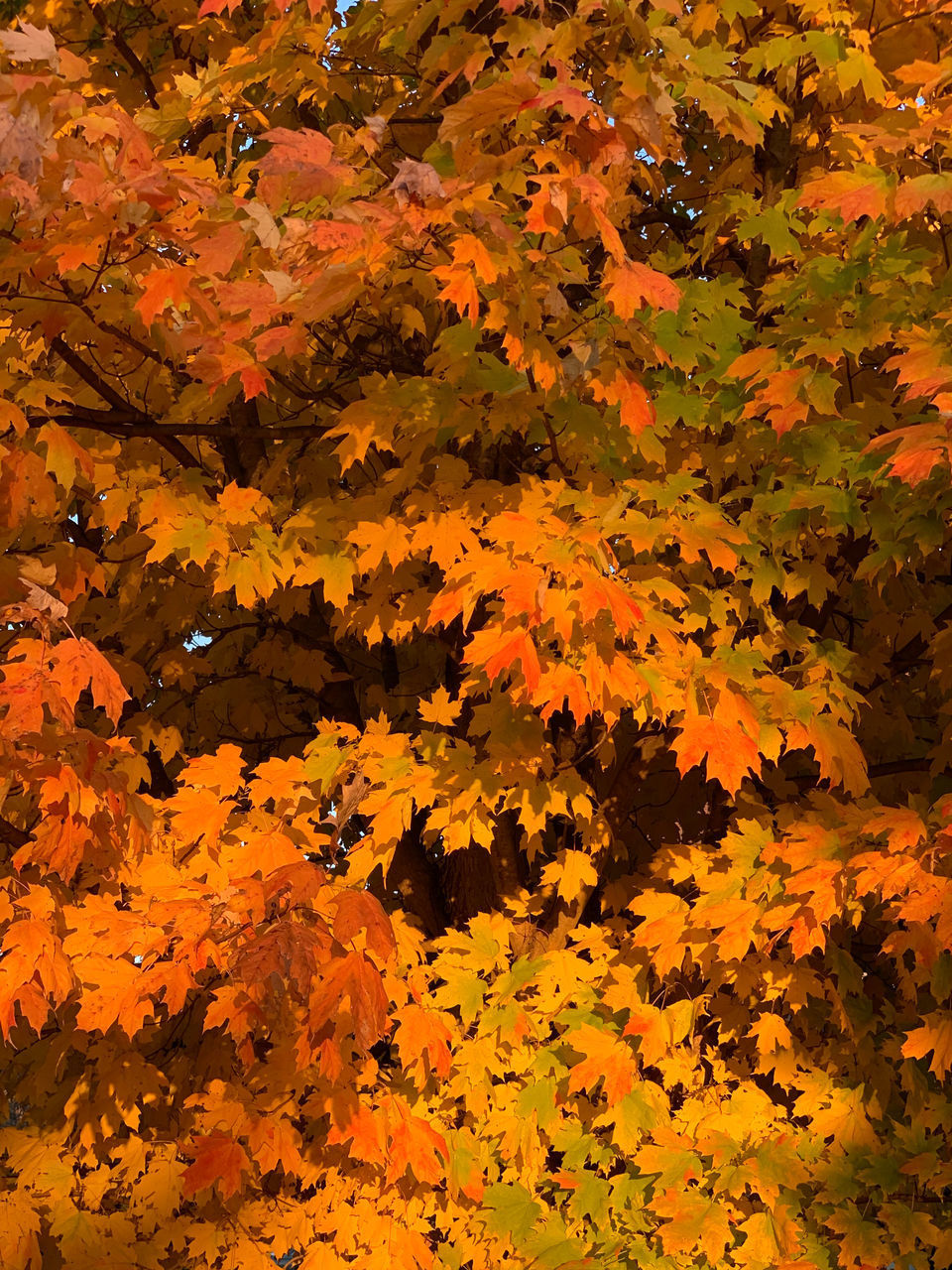 CLOSE-UP OF MAPLE LEAVES ON PLANT