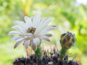 Close-up of white flowering plant