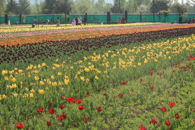 Flowers blooming on field