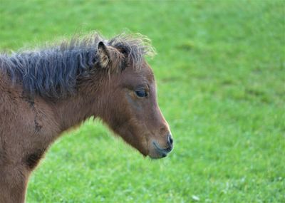 Close-up of a horse on field