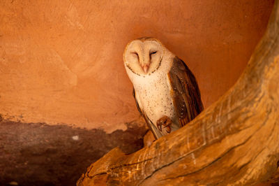 Close-up of owl perching on branch