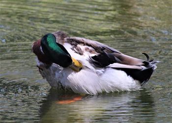 Close-up of duck in lake
