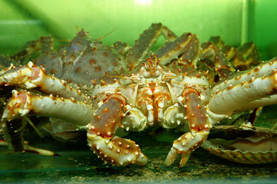 Close-up of crab in aquarium