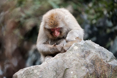 Monkey on rock looking at his fingers 