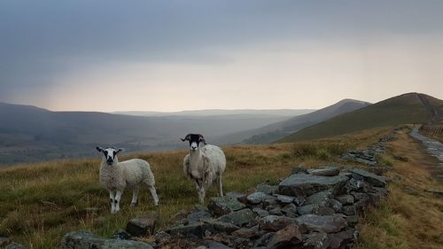 View of sheep on field against sky