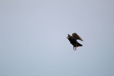 Low angle view of a bird flying