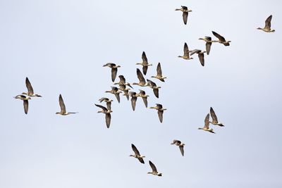 Low angle view of seagulls flying against clear sky