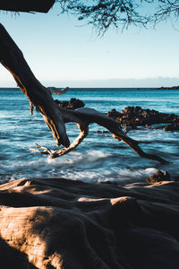 Driftwood in sea against sky