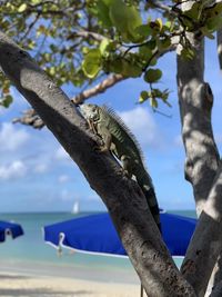 View of lizard on tree trunk