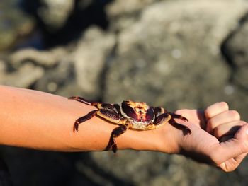 Close-up of hand holding a crab