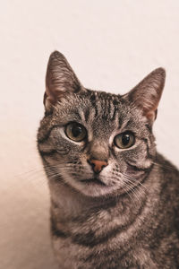 Close-up portrait of a cat against white background