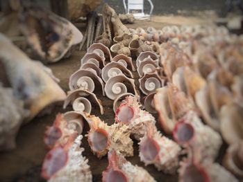 Close-up of shells for sale at market