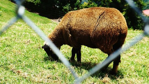 Sheep grazing in a field