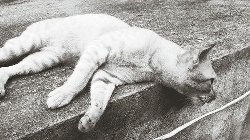 Cat sleeping on tiled floor
