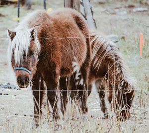 Horse standing in a field