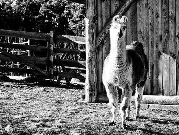 Close-up of horse grazing on field