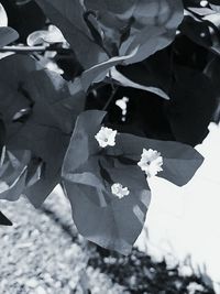 Close-up of flowers blooming outdoors