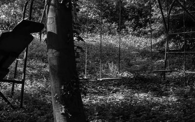 Close-up of tree trunk in forest