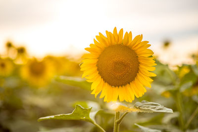 Close-up of sunflower on field against sky