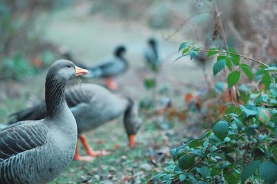 Close-up of duck on field