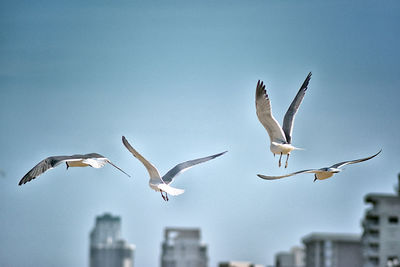 Low angle view of seagulls flying