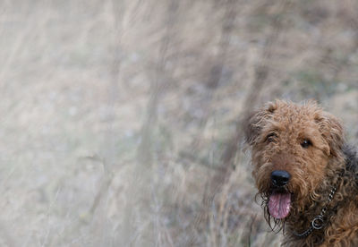 Portrait of dog sticking out tongue