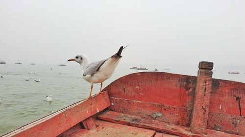 Seagulls perching on a wall